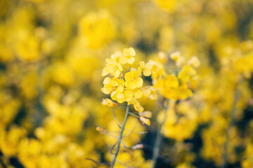 Rapeseed blossom in spring