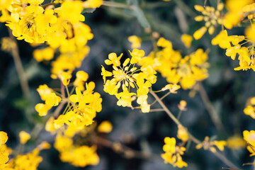 Rapeseed blossom in spring