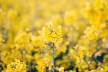 Rapeseed blossom in spring
