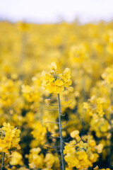 Rapeseed blossom in spring