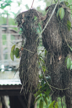 Large, long, hanging, bag-shaped nests of birds with the scientific names Psarocolius decumanus, or Cacicus cela, on Cumbu Island, in the city of Bel&eacute;m, Par&aacute;, northern Brazil