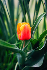 Colorful spring flowers