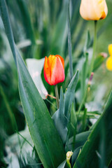 Colorful spring flowers