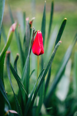 Colorful spring flowers