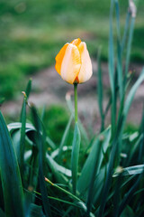 Colorful spring flowers