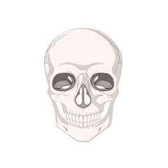 Anatomical Skull Study: A detailed study of the human skull, illustrating its intricate bone structure, revealing the essence of anatomy and mortality in stark detail.