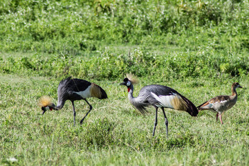 grey crowned crane in africa