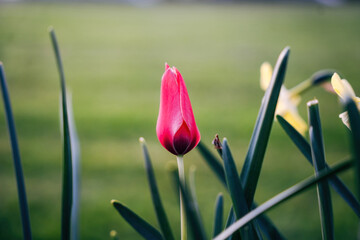 Colorful spring flowers