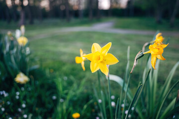 Colorful spring flowers