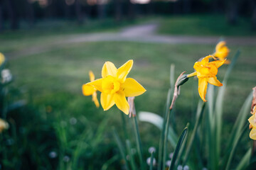Colorful spring flowers