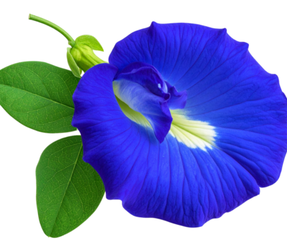 Butterfly Pea Flower with Leaves in Natural Botanical Style, isolated on transparent background