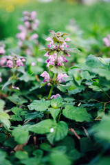 Colorful spring flowers