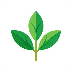 Traditional medicinal plant leaf illustration on transparent background for web and graphic design