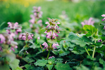 Colorful spring flowers