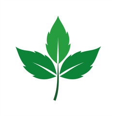 Vector of medicinal leaf used in herbal medicine on transparent background for web and graphic design