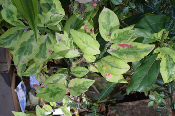 Shows a cluster of variegated green and cream-colored leaves. The plant appears bushy and healthy, with a mix of leaf patterns. Some leaves are tinged with pink or light red, new growth small plants