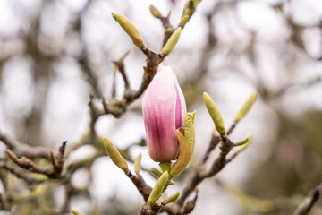 Blossom of a magnolia