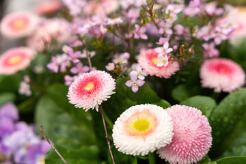 Colorful spring flowers