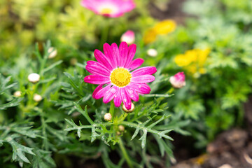 Colorful spring flowers