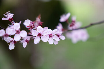 Pink tree blossom in spring