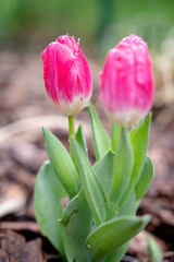 Colorful spring flowers