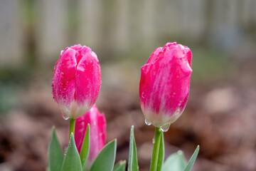 Colorful spring flowers