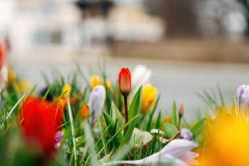 Colorful spring flowers
