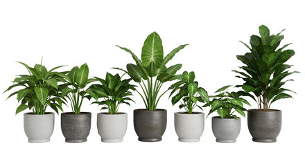 Fototapeta premium Potted Plants Arranged on Shelf Indoor Home Decor