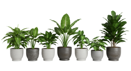 Potted Plants Arranged on Shelf Indoor Home Decor
