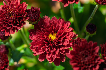 The Vibrant Purple Flowers Are Beautifully in Bloom, Showcasing Natures Colorful Wonder,...