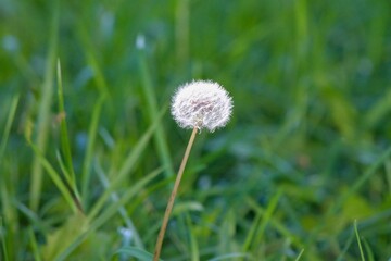 dandelion in the grass