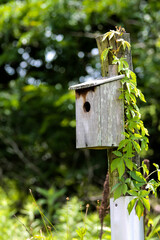 wooden bird house