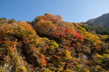Fototapeta premium 埼玉県秩父市の山々を鮮やかに彩る紅葉と澄んだ青空の秋景色。色とりどりの紅葉に染まった山肌と、晴れ渡る空のコントラストが美しい日本の秋の絶景です。紅葉狩りや自然散策、観光、旅行、アウトドアにも最適なスポット。