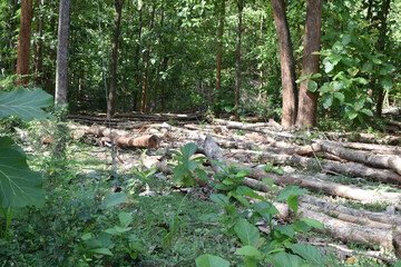Massive Trees Being Cut Down – Shocking Look at Deforestation and Forest Destruction. Cutting...