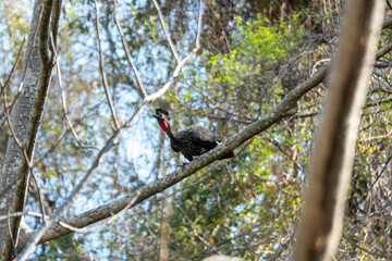 AVES