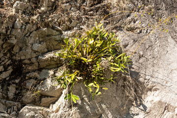 orquidea