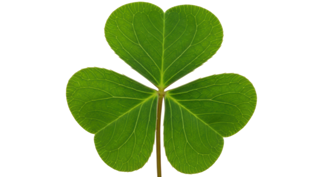 Isolated Green Shamrock Leaf