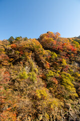 埼玉県秩父市の山々を鮮やかに彩る紅葉と澄んだ青空の秋景色。色とりどりの紅葉に染まった山肌と、晴れ渡る空のコントラストが美しい日本の秋の絶景です。紅葉狩りや自然散策、観光、旅行、アウトドアにも最適なスポット。

