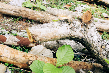 Massive Trees Being Cut Down – Shocking Look at Deforestation and Forest Destruction. Cutting...