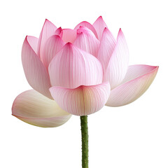 Fototapeta premium Pink lotus flower isolated on black background delicate petals elegant bloom nature beauty floral artistry