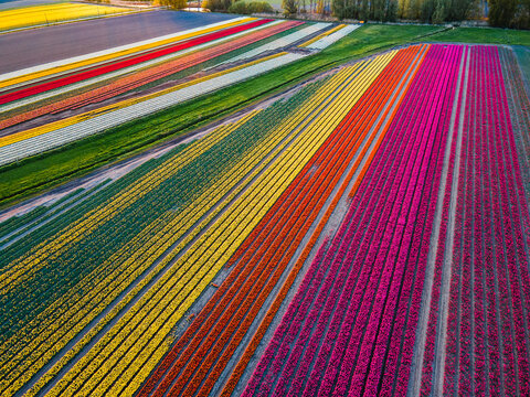 Aerial view of tulip fields in the Netherlands