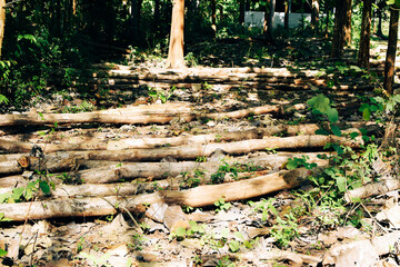 Massive Trees Being Cut Down – Shocking Look at Deforestation and Forest Destruction. Cutting...