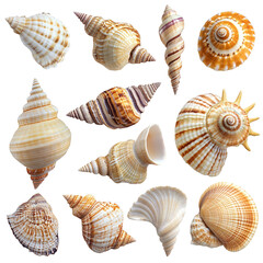 Seashells collection various shapes and colors ocean treasures