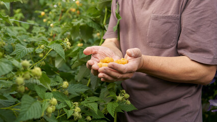 Raspberry harvest season. Male hands with yellow berries in their palms against a picturesque background of raspberry bushes.
