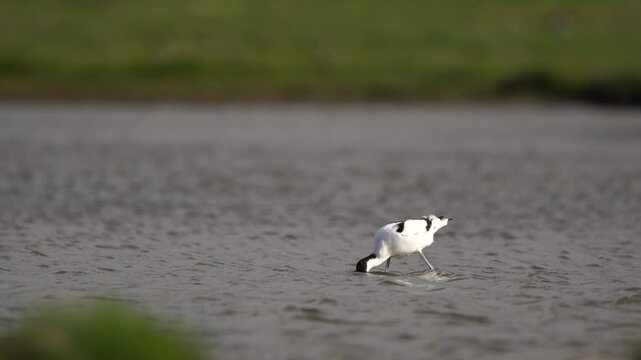 A pied avocet (Recurvirostra avosetta) foraging in shallow water - slow motion