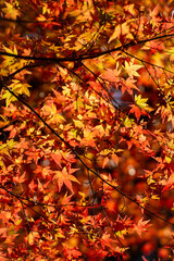 埼玉県秩父市で撮影した紅葉のカエデの葉のクローズアップ写真。鮮やかな赤やオレンジ、黄色が織りなす美しい秋の自然を表現。自然背景や和風デザイン、秋の季節感を伝えるイメージとして、観光・旅行・装飾用途に最適です。

