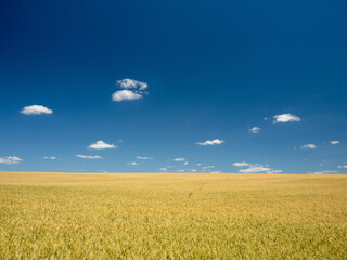 wheat field and blue sky