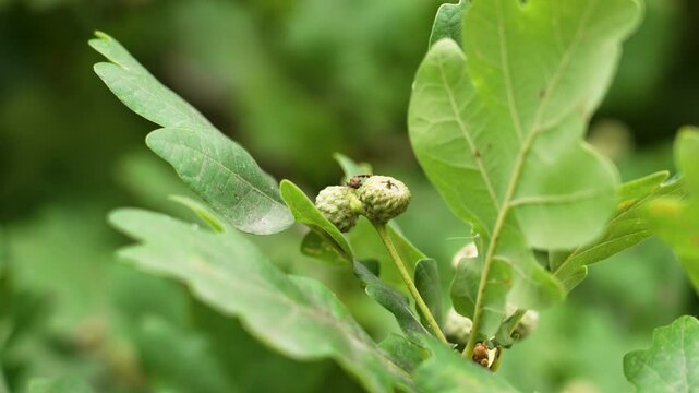 Young developing green acorns growing on branch of forest tree with lush foliage
