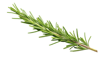 Isolated Rosemary Branch
