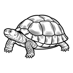 Fototapeta premium Tortoise sketch with segmented shell outline, transparent background.